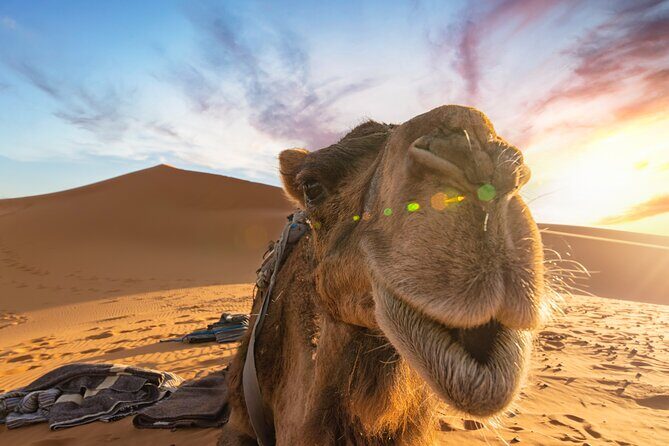 Merzouga Desert 3 Days 2 Nights Tour From Marrakech - Authentic Experiences and Reviewer Insights