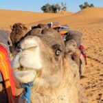 MERZOUGA DESERT TREK - 3 DAYS From Marrakech - Final Thoughts