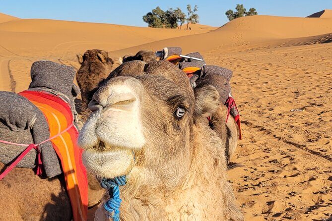 MERZOUGA DESERT TREK - 3 DAYS From Marrakech - Final Thoughts
