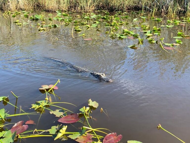Miami: Everglades Airboat & Animal Sanctuary Tour with Photo - Authentic Insights from Reviewers