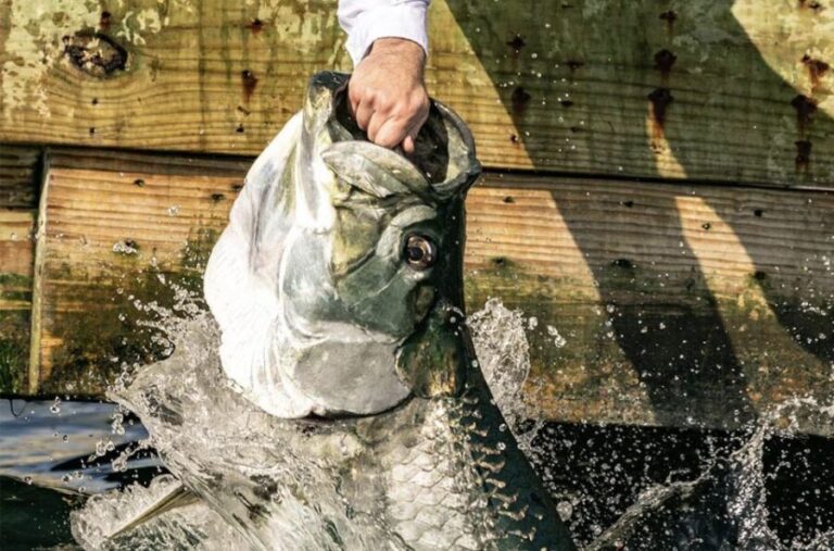 Miami: Giant Fish Feeding Experience - Pricing & Value: What’s Included?