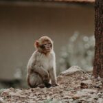 Middle Atlas , Cedar Forest and Azrou Day Trip from Fez - First Stop: Immouzer, the Apple Capital