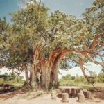 Mikumi National Park 3 Day Tour - Transportation and Comfort