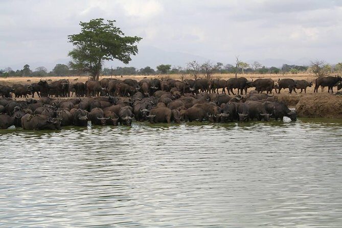 MIKUMI NATIONAL PARK - 3 Days - Final Thoughts