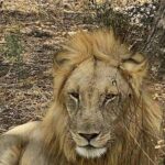 Mikumi National Park Day Trip - Who Should Consider This Tour?