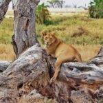 Mikumi National Park Day Trip by Train From Dar Es Salaam - Authentic Insights from Reviewers