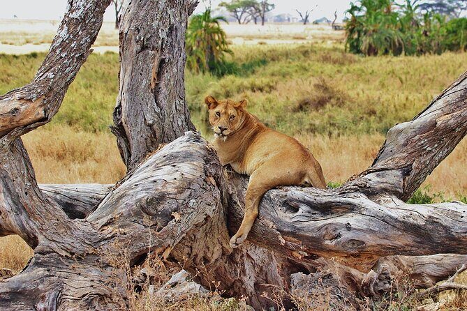 Mikumi National Park Day Trip by Train From Dar Es Salaam - Authentic Insights from Reviewers