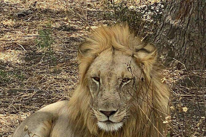 Mikumi National Park Day Trip - Who Should Consider This Tour?
