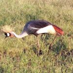 Mikumi national park full day tour - Lunch Break and Continued Safari