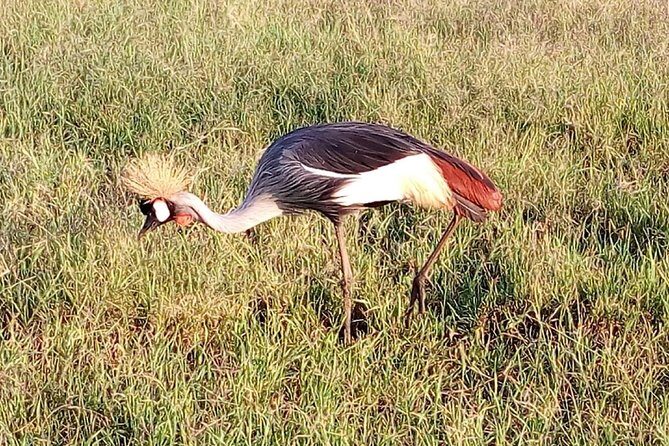 Mikumi national park full day tour - Lunch Break and Continued Safari