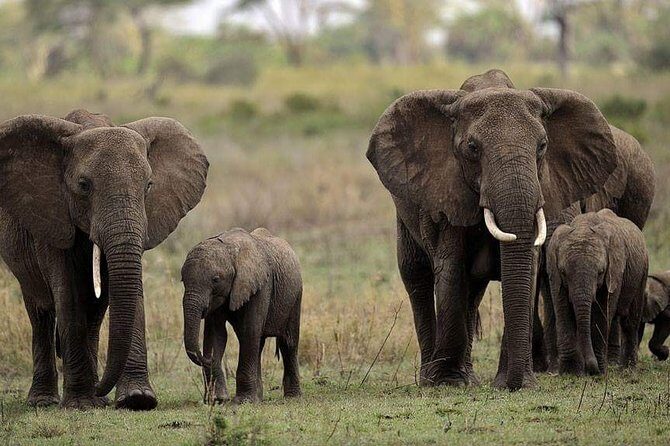 Mikumi National Park in a Day - A Day Tour from Morogoro - In-Depth Itinerary Breakdown