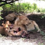 Mikumi Safari Tour: Day Trip Return Flight From Zanzibar - Who Should Consider This Tour?