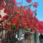 Mindfulness Walking Tour in Trsteno Arboretum via Speedboat - Practical Details and Value