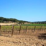 Miquel Jané Winery: tour with audio guide - The Itinerary Breakdown