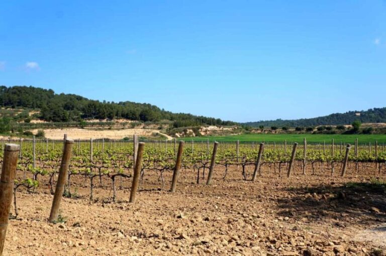 Miquel Jané Winery: tour with audio guide - The Itinerary Breakdown