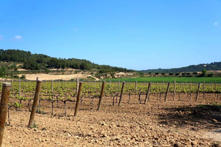 Miquel Jané Winery: tour with audio guide - The Itinerary Breakdown
