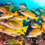 Mnemba Dolphin Tour, Jozani Forest Tour, The Rock, Prison Island - The Sum Up