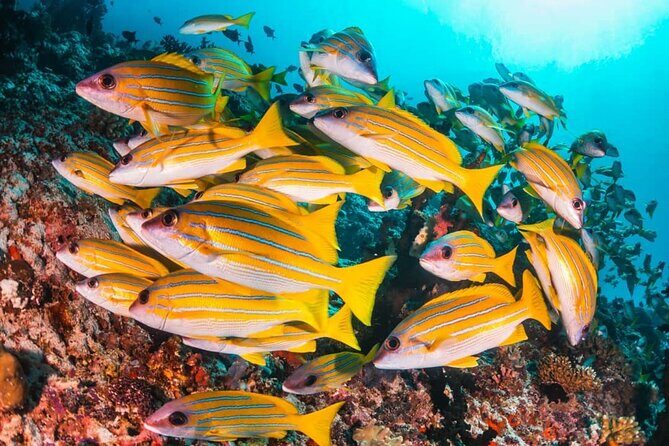 Mnemba Dolphin Tour, Jozani Forest Tour, The Rock, Prison Island - The Sum Up