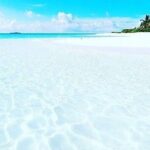 Mnemba Dolphin Tour; Stone Town Tour with Lunch; Jozani Forest - Who Would Enjoy This Tour?
