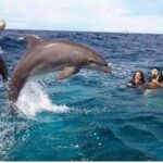 Mnemba Island snorkeling and Swimming with Dolphin - What to Expect During the Day