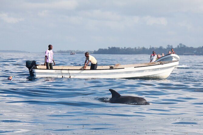 Mnemba Island Snorkeling and Swimming with Dolphins - Practical Details: Transportation, Timing, and Group Size