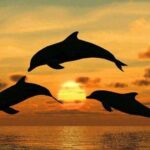 Mnemba Island Swim with Dolphins and Snorkeling (Sea food Lunch) - Practical Details and What to Expect