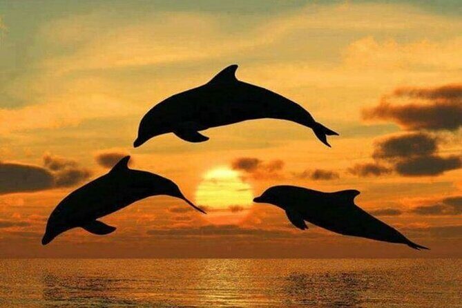 Mnemba Island Swim with Dolphins and Snorkeling (Sea food Lunch) - Practical Details and What to Expect