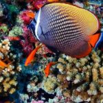 Mnemba Snorkeling, Kuza Cave, Blue Lagoon, Starfish Tour, The Rock Restaurant - The Experience: Practical Details and Tips