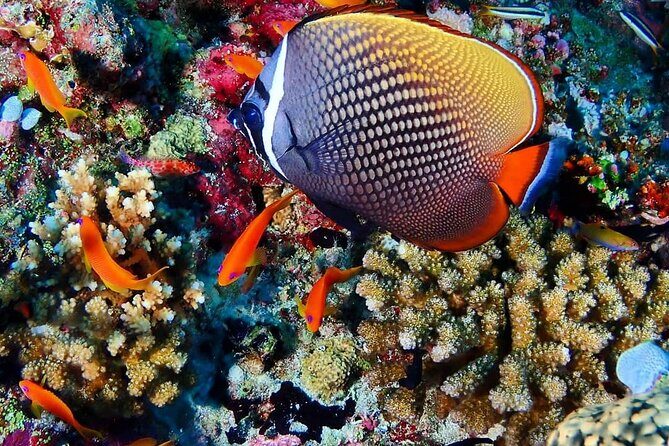 Mnemba Snorkeling, Kuza Cave, Blue Lagoon, Starfish Tour, The Rock Restaurant - The Experience: Practical Details and Tips