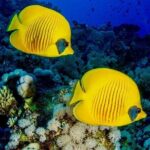 Mnemba Snorkeling; Kuza Cave; Paje Beach; The Rock; Salaam Cave - Kuza Cave: Exploring Limestone Formations and Swahili Heritage