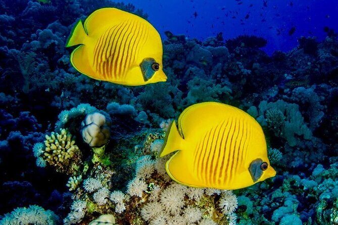 Mnemba Snorkeling; Kuza Cave; Paje Beach; The Rock; Salaam Cave - Kuza Cave: Exploring Limestone Formations and Swahili Heritage