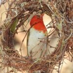 Mokoro Day Trip in the Okavango Delta - Exploring the Itinerary in Detail