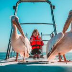 Mola Mola Marine Dolphin Cruise from the Walvis Bay Waterfront to Pelican Point - The Itinerary: What to Expect