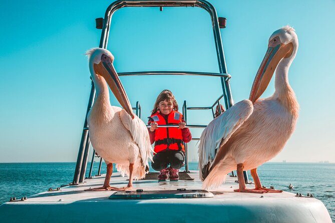Mola Mola Marine Dolphin Cruise from the Walvis Bay Waterfront to Pelican Point - The Itinerary: What to Expect