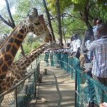 Mombasa Private City Tour & Haller park Sanctuary with sea food luch - Final Thoughts: Who’s This Tour For?