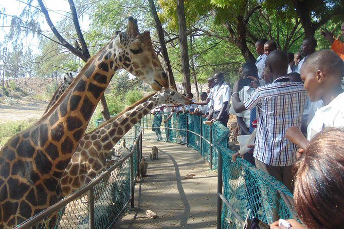 Mombasa Private City Tour & Haller park Sanctuary with sea food luch - Final Thoughts: Who’s This Tour For?
