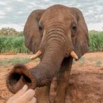 Moments with Elephants - Authentic Perspectives from Reviewers