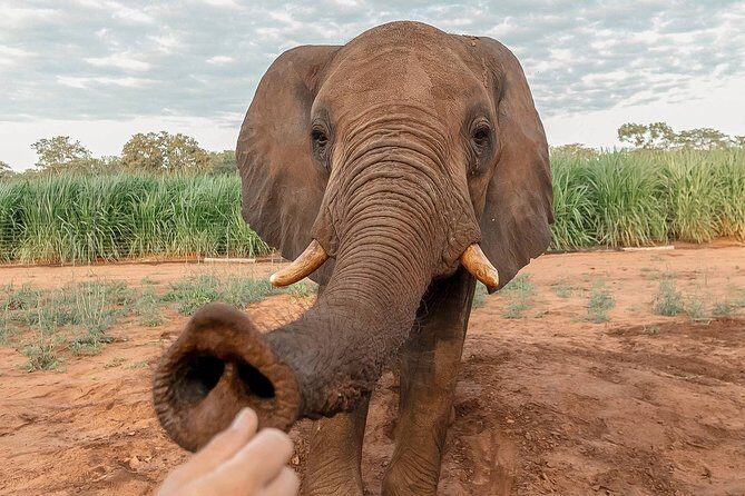 Moments with Elephants - Authentic Perspectives from Reviewers