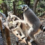 Monkey and Lemur Interaction + Wooden Bridge Forest Walk - Who Would Enjoy This Tour?