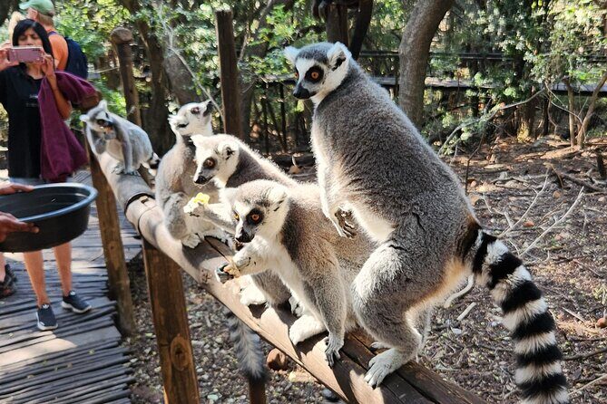 Monkey and Lemur Interaction + Wooden Bridge Forest Walk - Who Would Enjoy This Tour?
