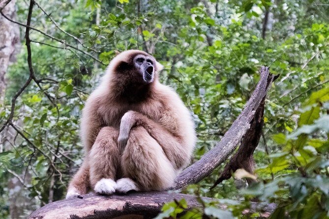 Monkeyland Guided Tour in Plettenberg Bay - Additional Practical Details