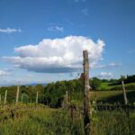 MONTEPULCIANO TASTE OF TUSCANY HEROIC WINES, CRU&LIMITED ED. - FAQs