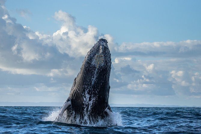 Monterey Bay Whale Watching - The Experience: What Youll Feel and See