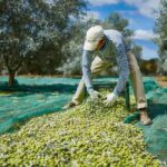 Monterosa Olive Grove: Visit to the Mill & Olive Oil Tasting - The Process of Making Olive Oil: Why It Matters