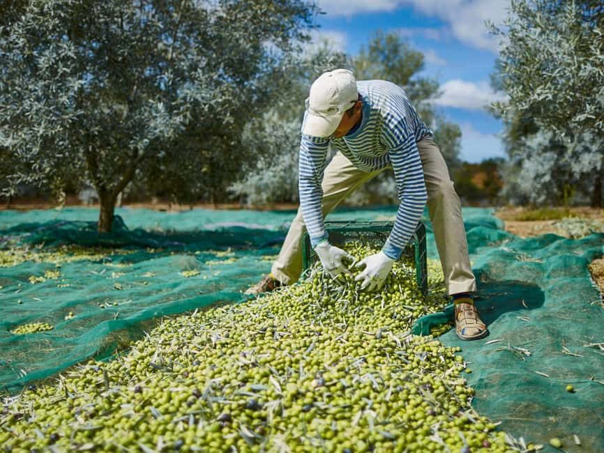 Monterosa Olive Grove: Visit to the Mill & Olive Oil Tasting - The Process of Making Olive Oil: Why It Matters