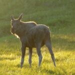 Moose Safari Bodo, Norway, Meet the Largest Land Animal in Europe - An In-Depth Look at the Moose Safari Experience