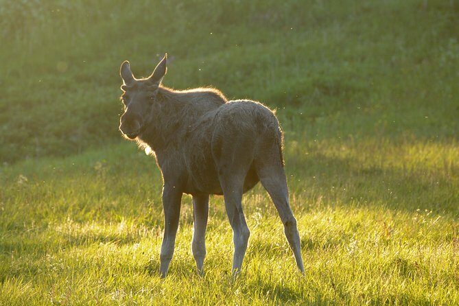 Moose Safari Bodo, Norway, Meet the Largest Land Animal in Europe - An In-Depth Look at the Moose Safari Experience