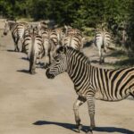Moremi Full Day Trip From Maun - Who Will Love This Tour?
