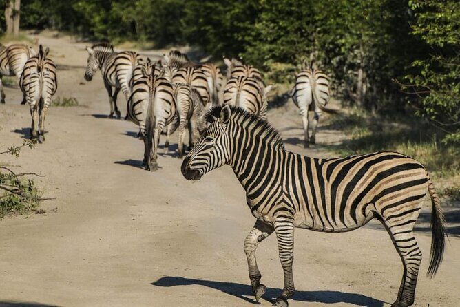 Moremi Full Day Trip From Maun - Who Will Love This Tour?