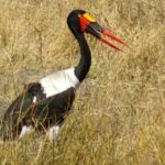 Moremi Game Reserve Day Trip - Final Thoughts